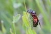 Camponotus ligniperda